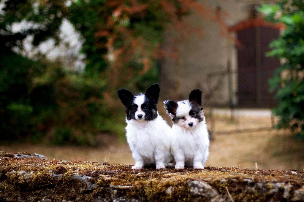 Chiot Epagneul nain Continental (Papillon) Des Rivages De Numenor