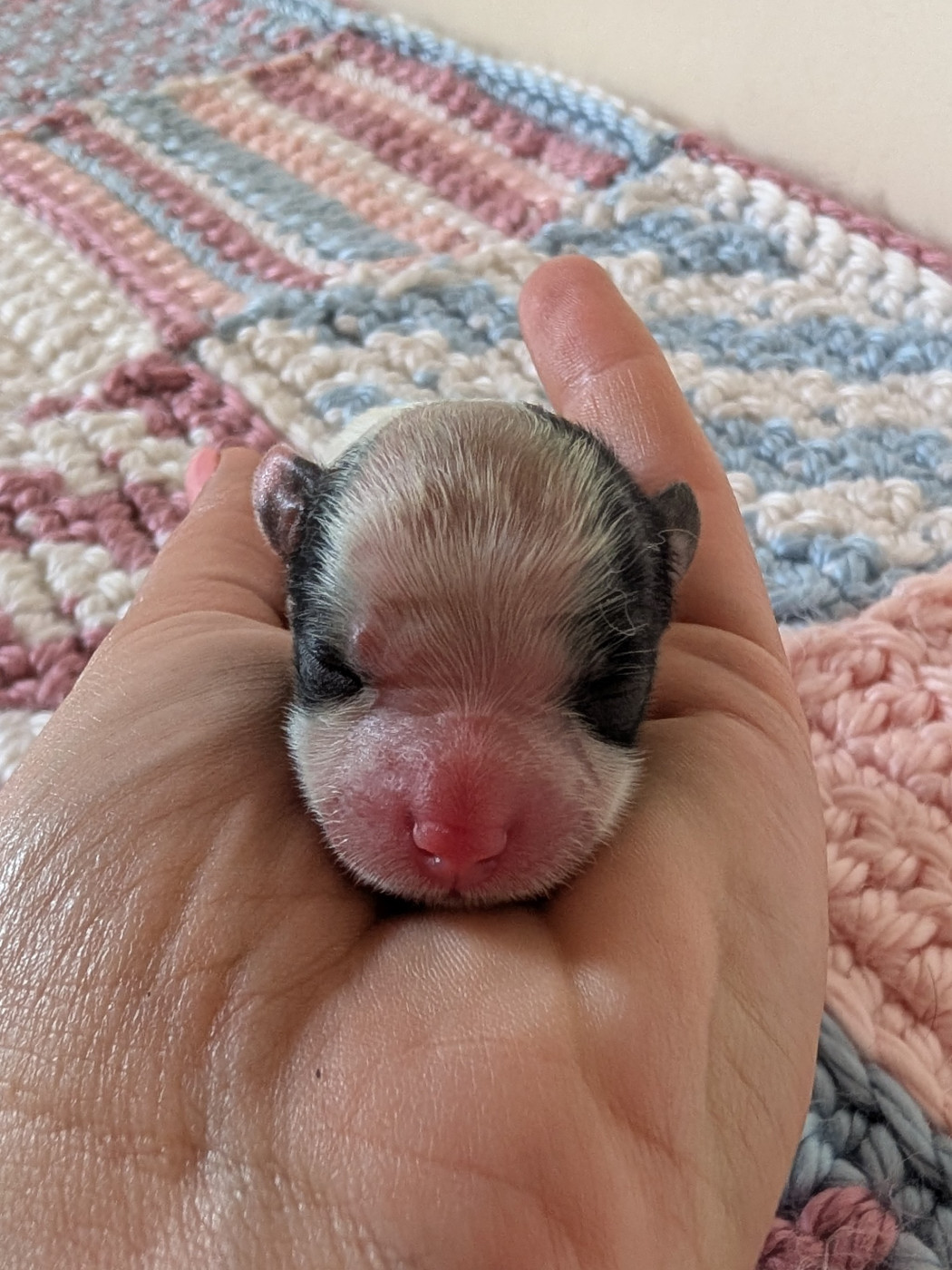 Des Rivages De Numenor - Chiots disponibles - Epagneul nain Continental (Papillon)