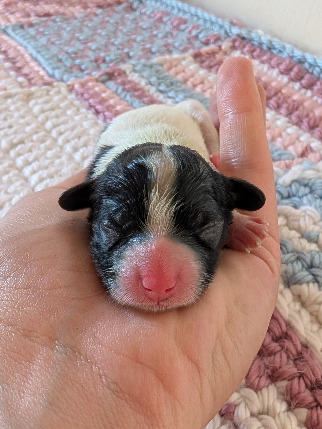 Des Rivages De Numenor - Chiots disponibles - Epagneul nain Continental (Papillon)