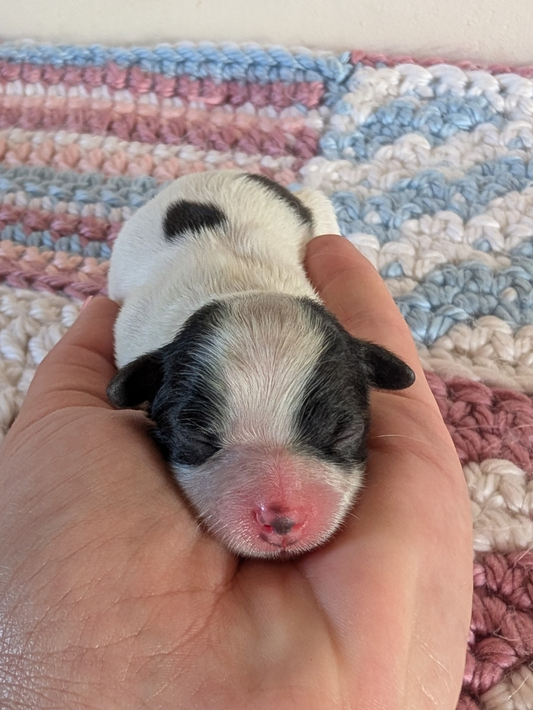 Des Rivages De Numenor - Chiots disponibles - Epagneul nain Continental (Papillon)