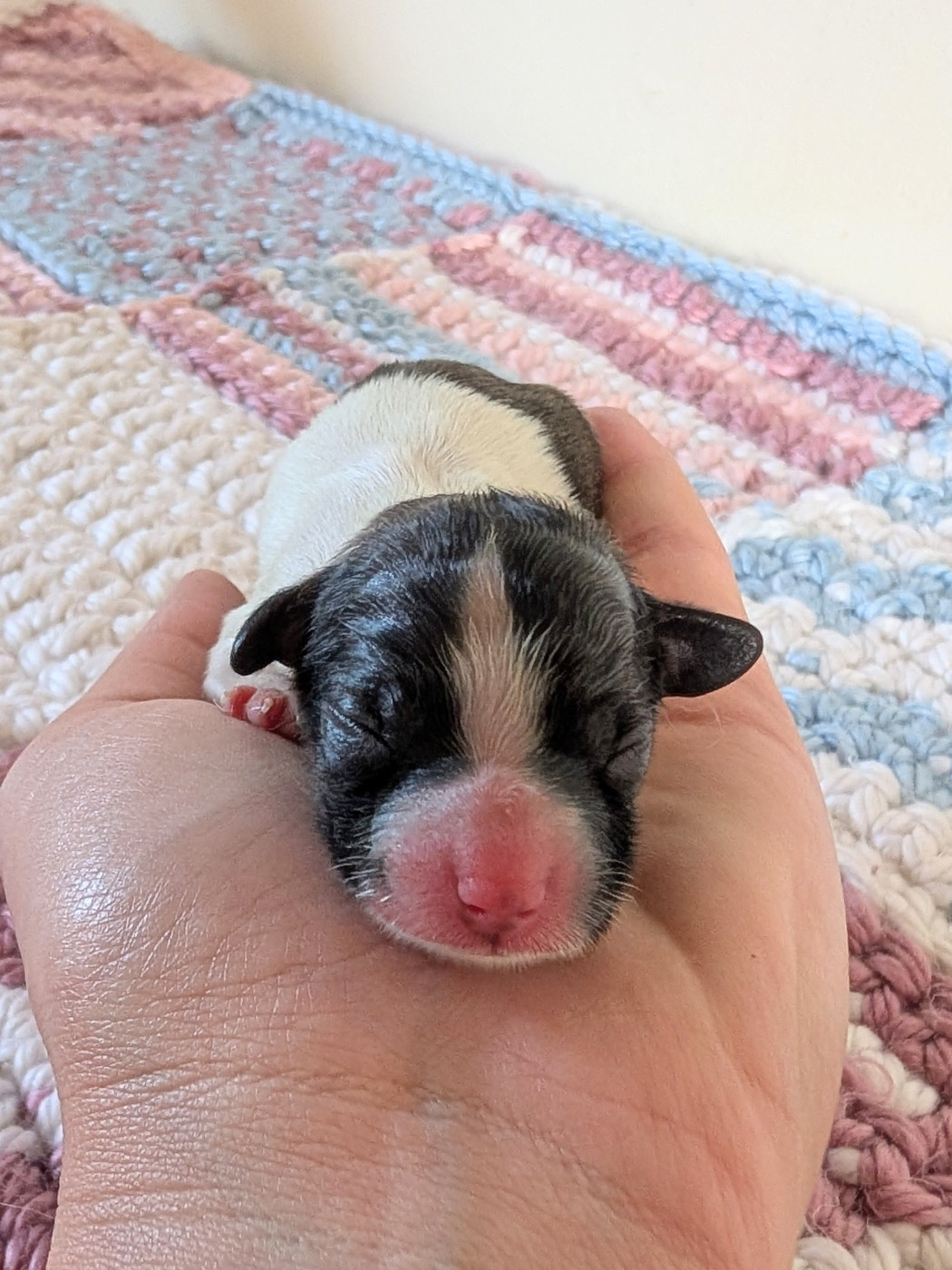 Des Rivages De Numenor - Chiots disponibles - Epagneul nain Continental (Papillon)