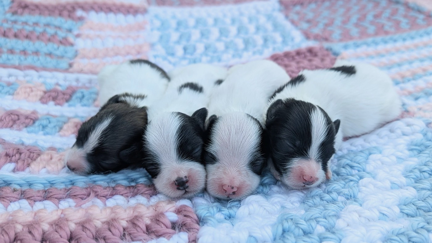 Chiot Epagneul nain Continental (Papillon) Des Rivages De Numenor