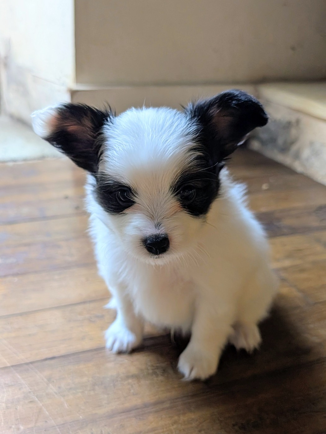 Des Rivages De Numenor - Chiots disponibles - Epagneul nain Continental (Papillon)