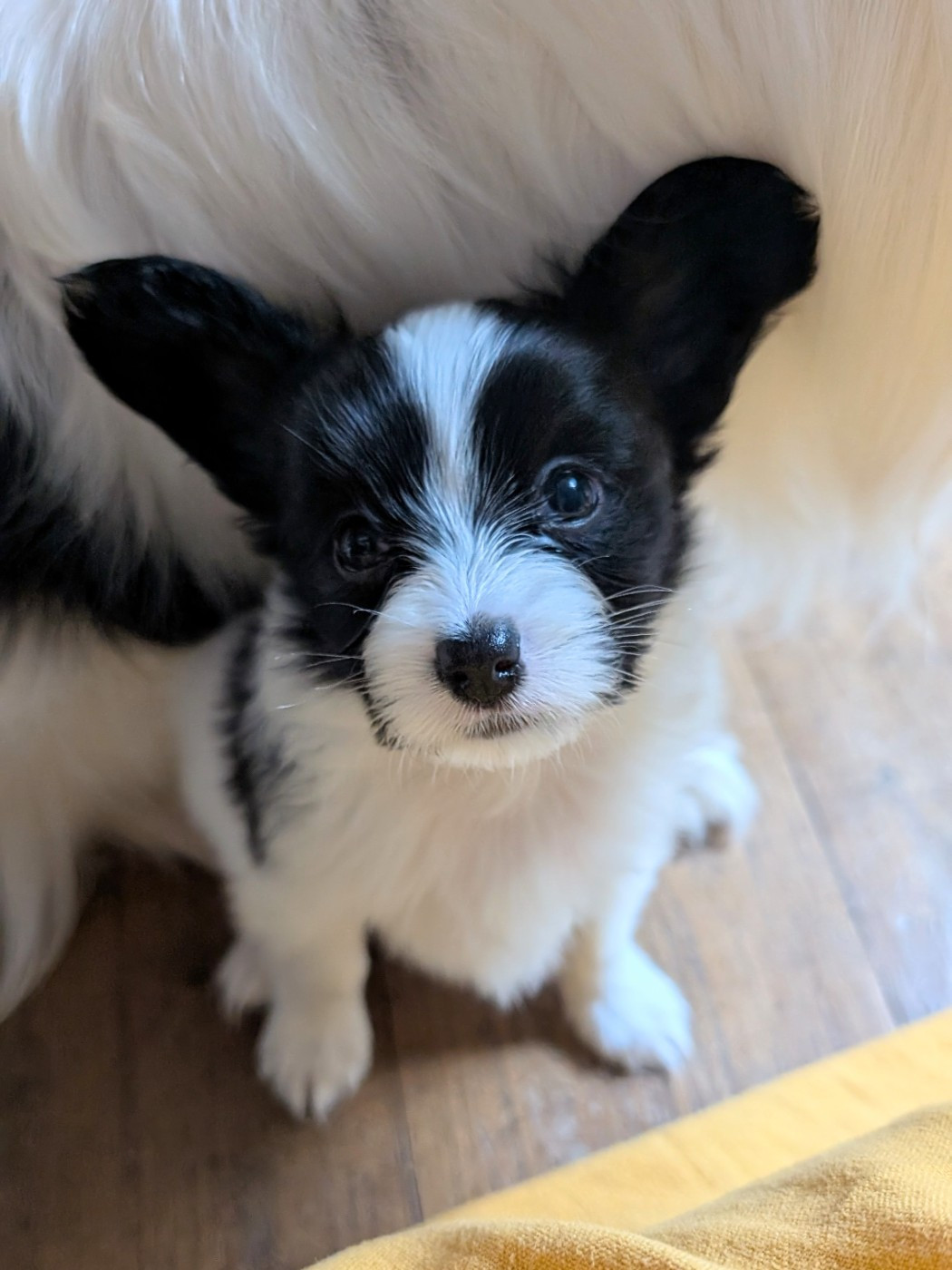 Des Rivages De Numenor - Chiots disponibles - Epagneul nain Continental (Papillon)