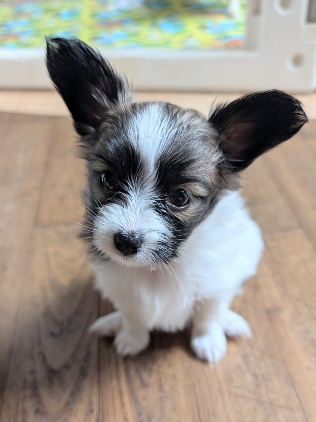 Des Rivages De Numenor - Chiots disponibles - Epagneul nain Continental (Papillon)