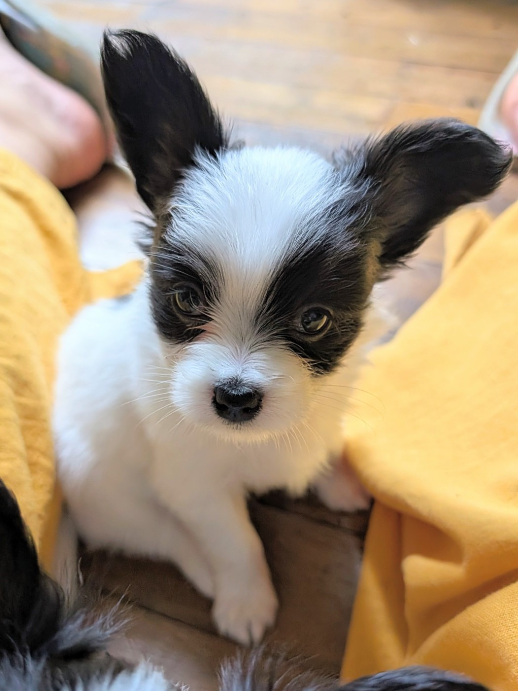 Des Rivages De Numenor - Chiots disponibles - Epagneul nain Continental (Papillon)