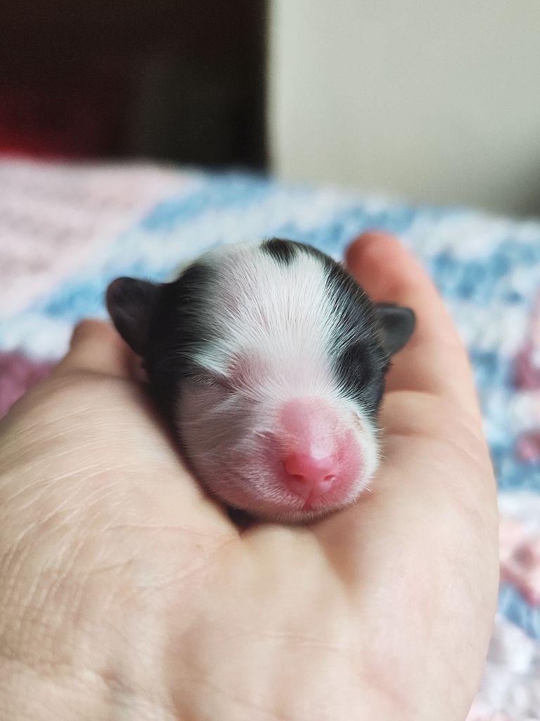 Des Rivages De Numenor - Chiots disponibles - Epagneul nain Continental (Papillon)