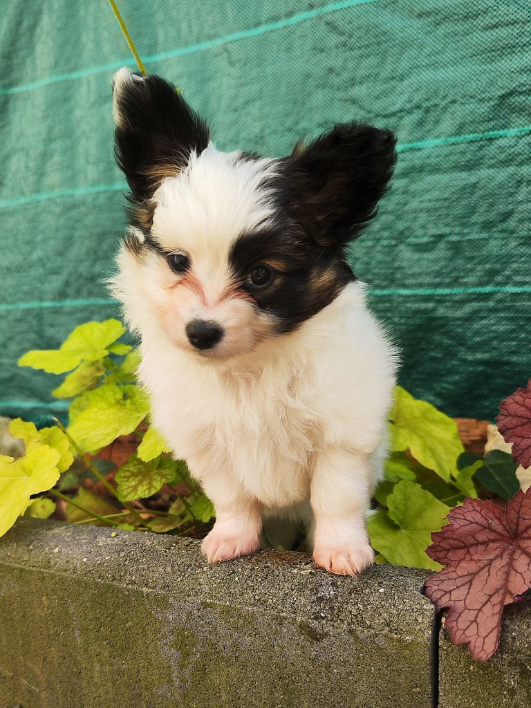 Des Rivages De Numenor - Chiots disponibles - Epagneul nain Continental (Papillon)