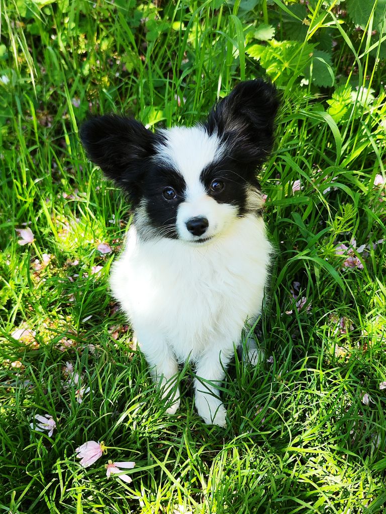 Des Rivages De Numenor - Chiots disponibles - Epagneul nain Continental (Papillon)