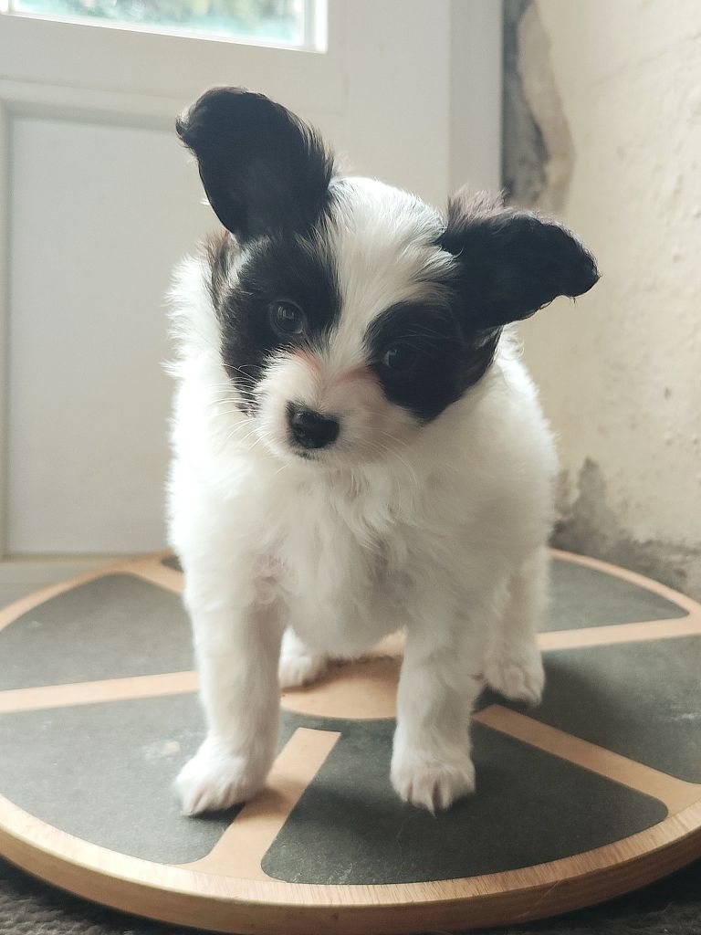 Des Rivages De Numenor - Chiots disponibles - Epagneul nain Continental (Papillon)