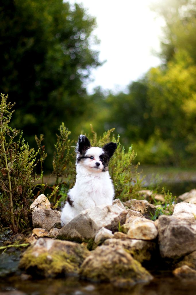 Des Rivages De Numenor - Chiots disponibles - Epagneul nain Continental (Papillon)